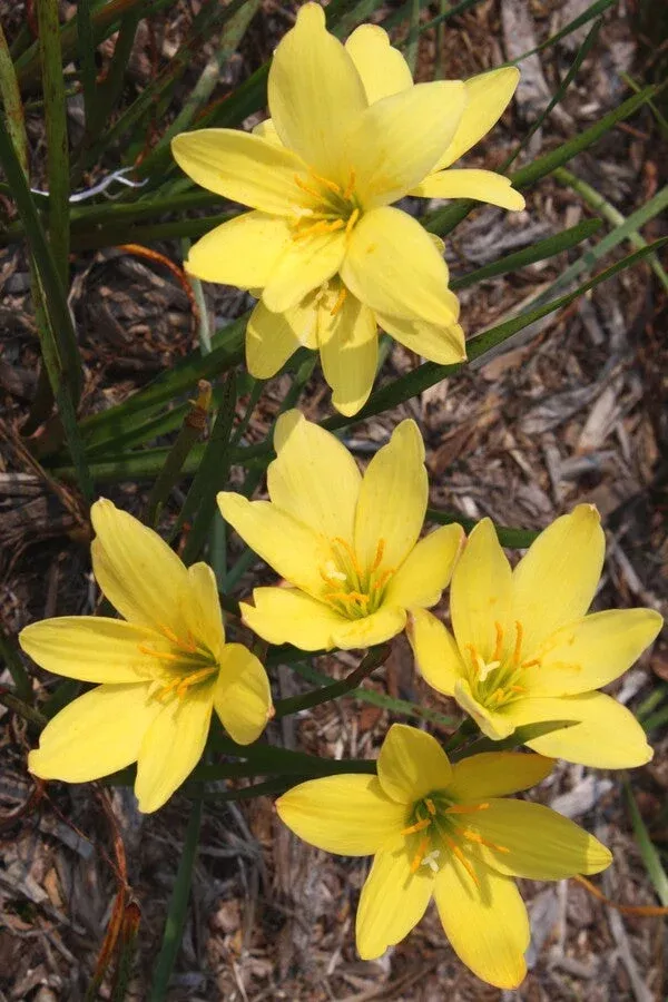 zephyranthes-midas-touch Zephyranthes 'Midas Touch'