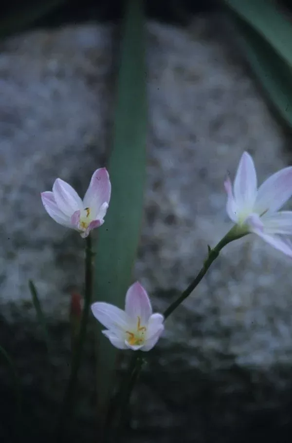 Zephyranthes moctezumae