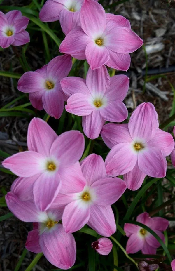 zephyranthes-pink-panther Zephyranthes 'Pink Panther'