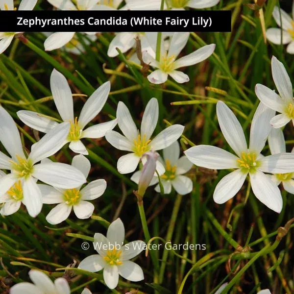 zephyranthes-rain-lily-shallow-water-plants-bare-root Zephyranthes 'Rain Lily' - Shallow Water Plants (Bare Root)