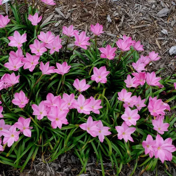 zephyranthes-rose-colored-glasses Zephyranthes 'Rose Colored Glasses'