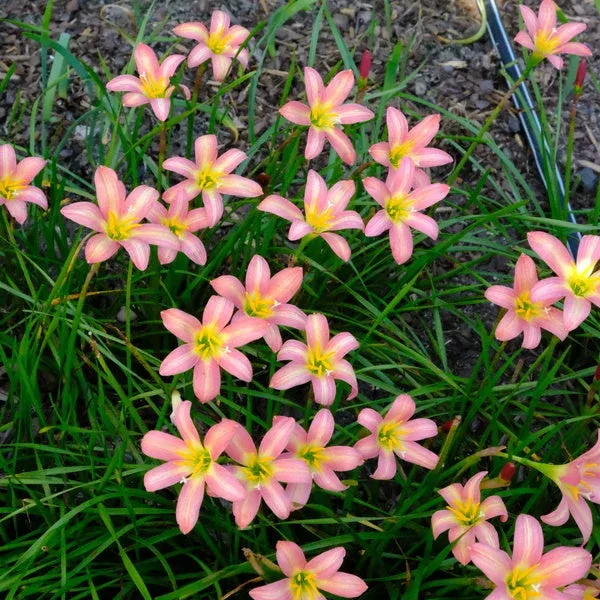 zephyranthes-rose-perfection Zephyranthes 'Rose Perfection'