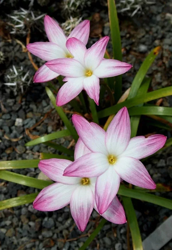 Zephyranthes 'Summer's Chill'