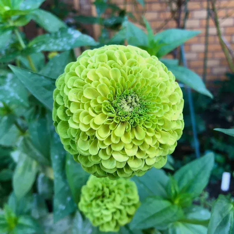 Zinnia ‘Giant Lime’