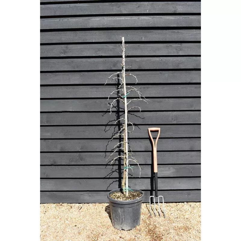 Ziziphus Jujuba – Chinese Date – Height – 125-150cm – 25lt