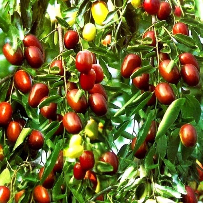 Ziziphus Mauritiana Fruit Seeds for Planting