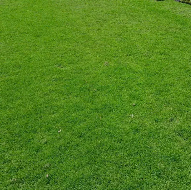 zoysia-emerald-grass-seeds-3-000-count-lawn-landscaping Zoysia Emerald Grass Seeds – 3,000 Count for Lawn & Landscaping