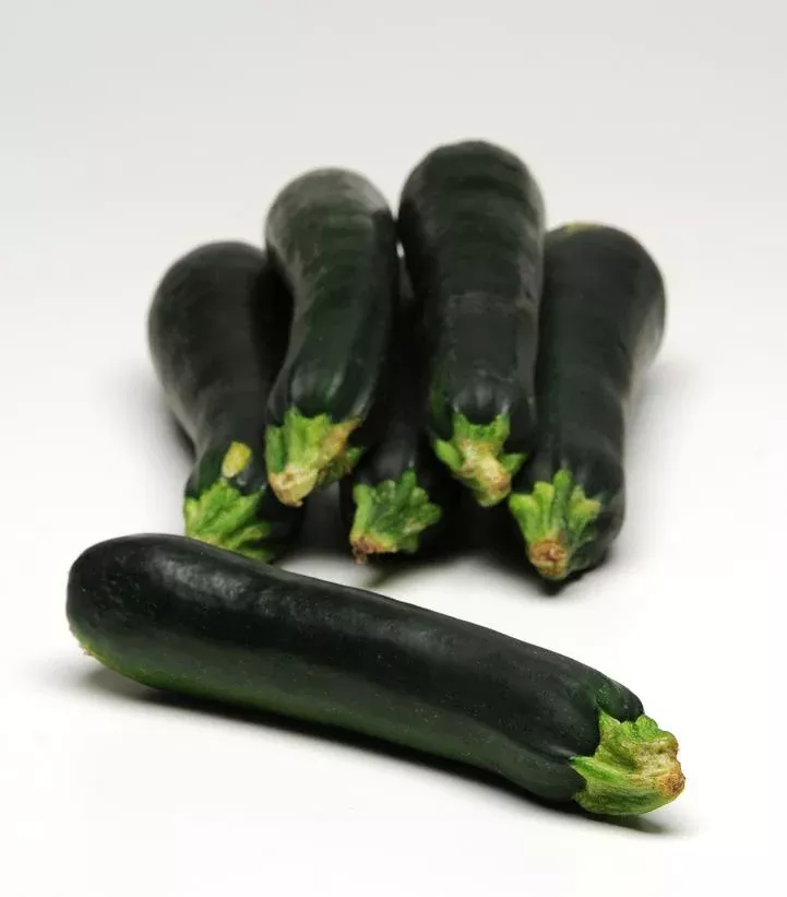 zucchini-easy-pick-green Zucchini `Easy Pick Green`