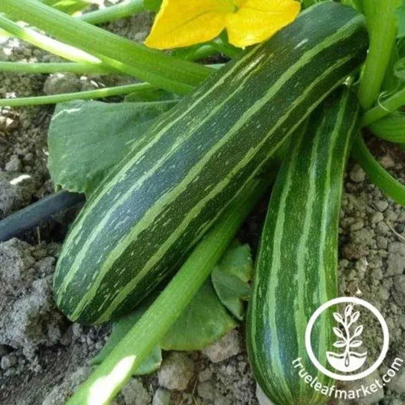 zucchini-seeds-cocozelle-organic Zucchini Seeds – Cocozelle – Organic