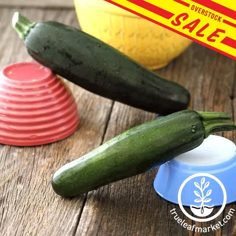 zucchini-seeds-dark-green-organic Zucchini Seeds – Dark Green – Organic