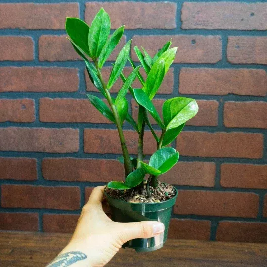 ZZ Plant Live Houseplant – Zamioculcas Zamiifolia – 4 inch Potted Indoor Plant